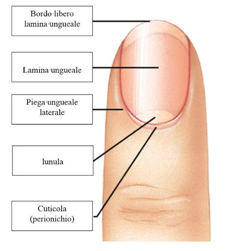 Facciamo chiarezza sulle unghie!